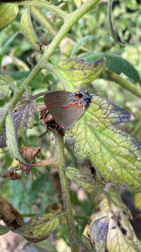 Red-banded Hairstreak