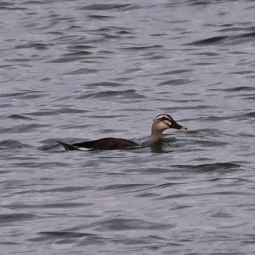 Eastern Spot-billed Duck