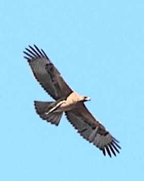 Bonelli's Eagle
