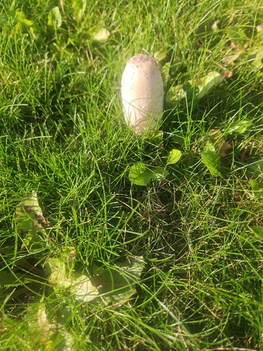 Shaggy Mane