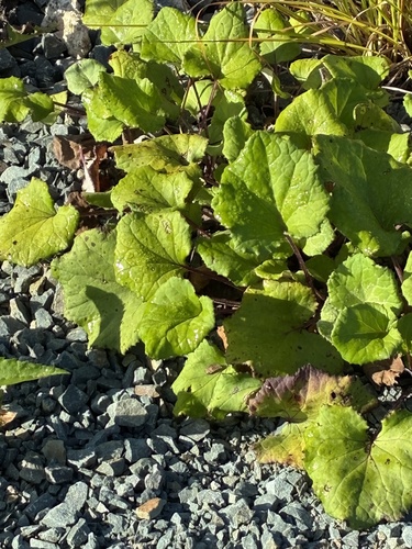 colt's-foot