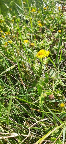 Common Fleabane
