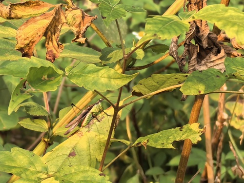 Black-kneed Meadow Katydid