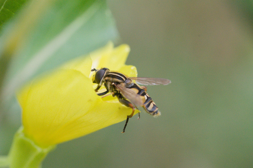 Sun Fly