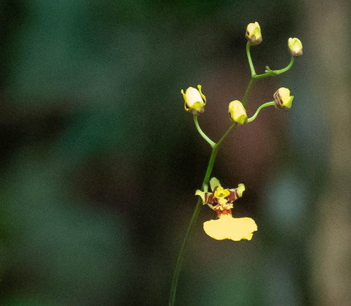 Gomesa flexuosa, 2026-09-09