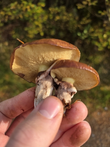 Purple-veiled Slippery Jack