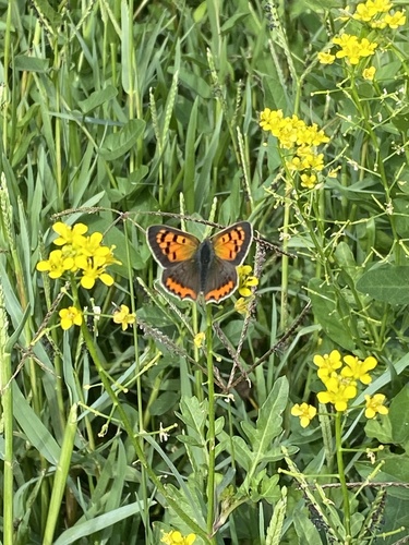 Small Copper