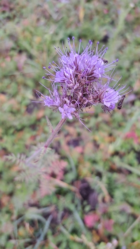 Lacy phacelia