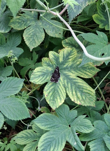 White-banded Flat