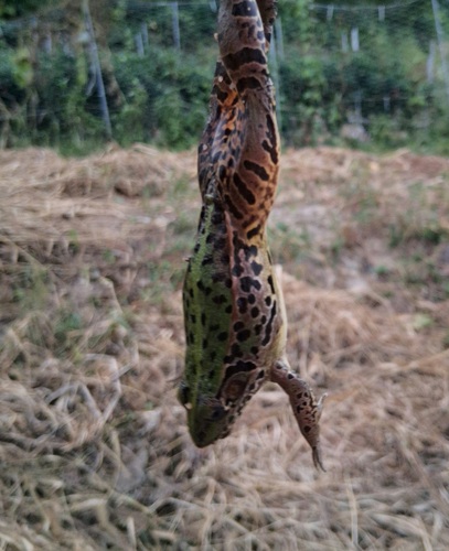 Black-spotted Frog