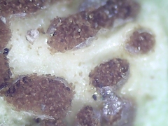 Puccinia orbicula