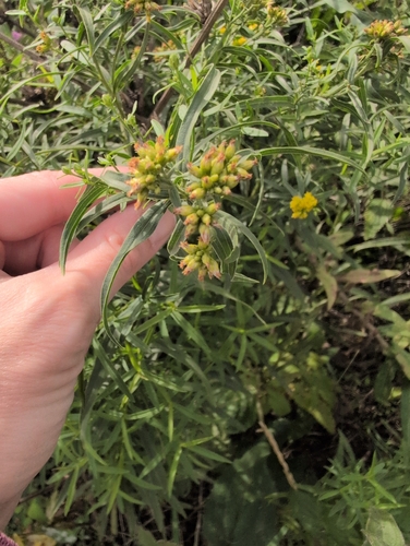 flat-topped goldenrod