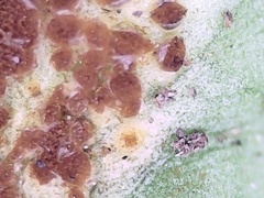 Puccinia orbicula
