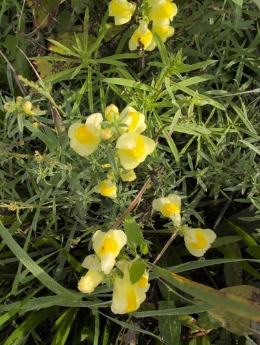 common toadflax