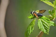 Trichiosoma triangulum