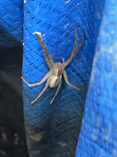 American Nursery Web Spider