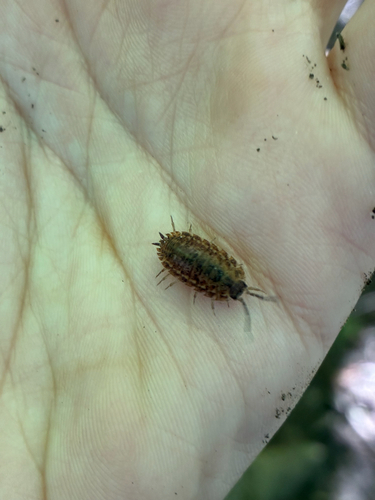Rathke's Woodlouse