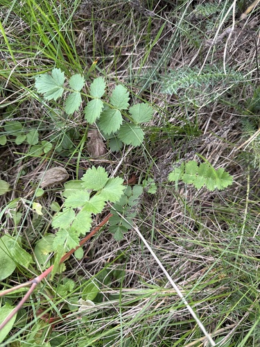 Burnet-saxifrage