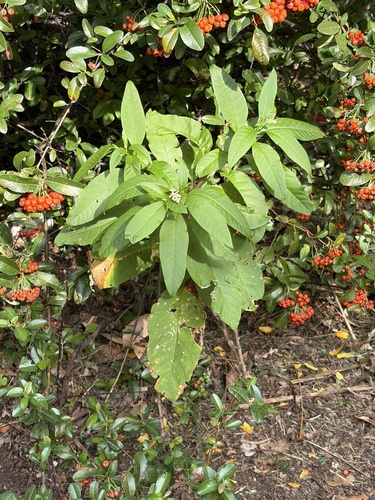 American pokeweed