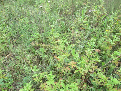 Agrimonia pilosa