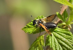 Trichiosoma triangulum