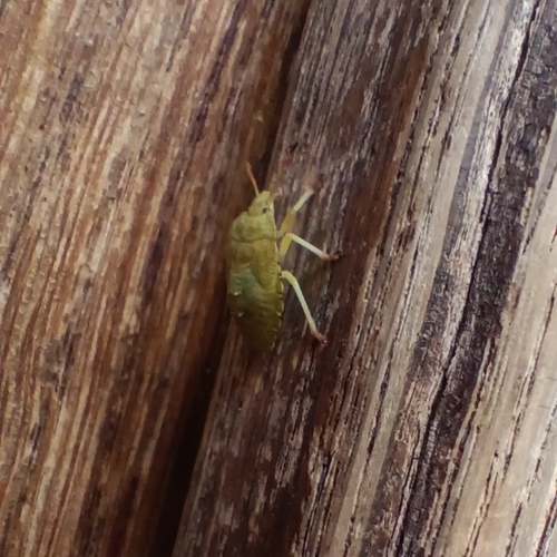 Green Shield Bug