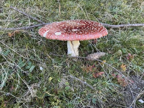 Fly Agaric