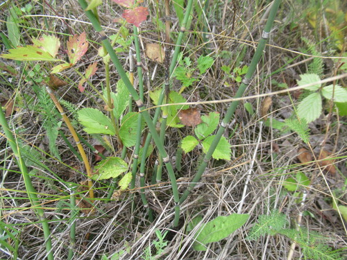 Equisetum hyemale, photograph 2