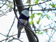 Notharchus hyperrhynchus