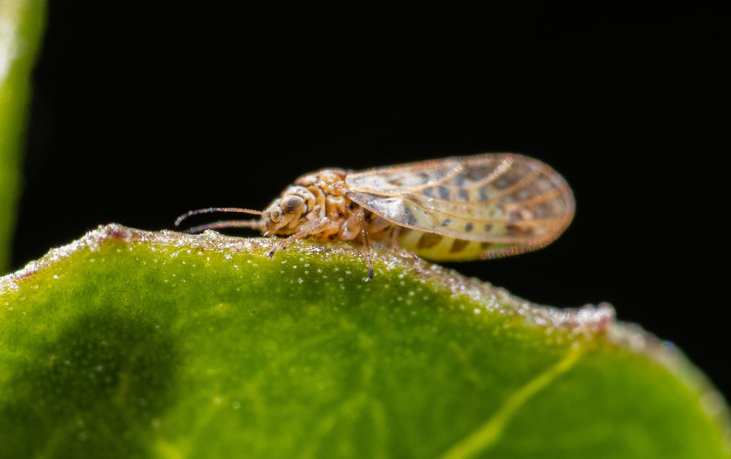 Acacia Psyllid