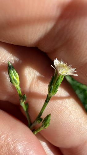 saltmarsh aster