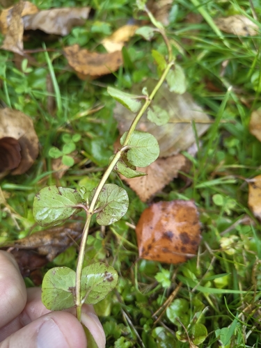 creeping Jenny