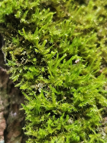 Pseudoleskeella nervosa, 2026-09-11