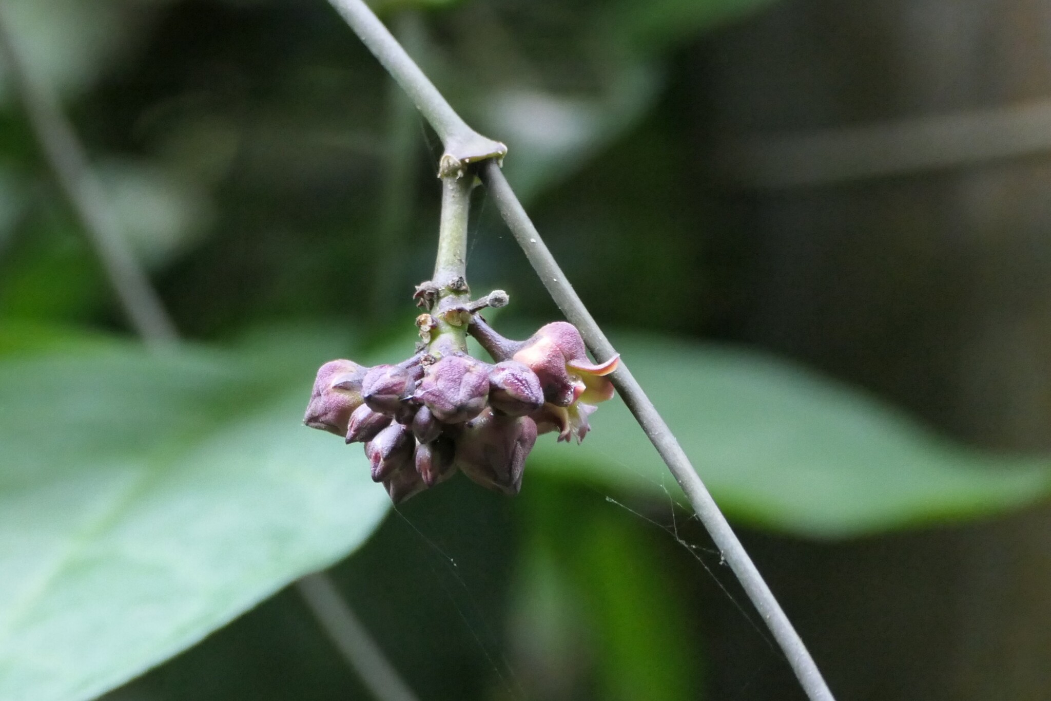 Marsdenia raziana Yogan. & Subr.