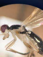 Cordilura
