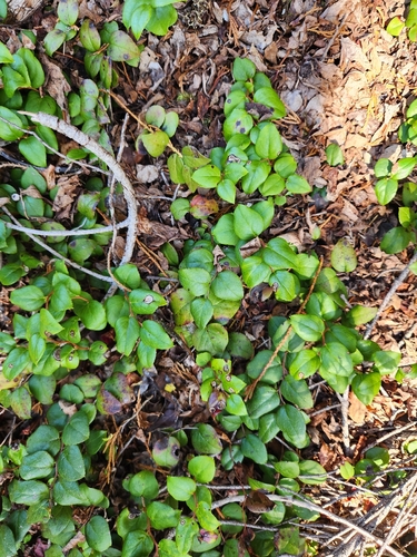 Gaultheria ovatifolia