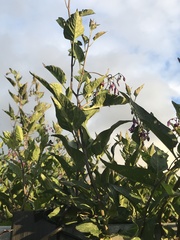 Solanum dulcamara