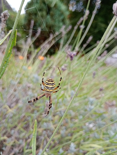 Wasp Spider
