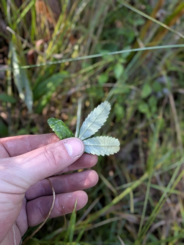 Comarum palustre, photograph 4