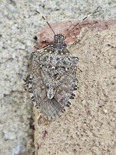 Brown Marmorated Stink Bug
