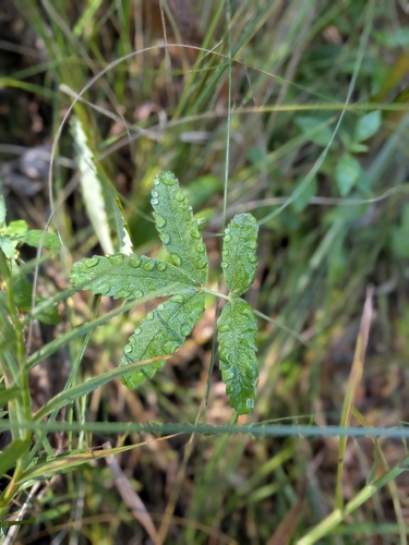 Comarum palustre, photograph 5
