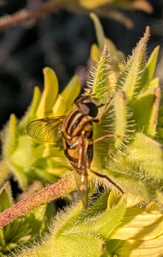 Narrow-headed Marsh Fly