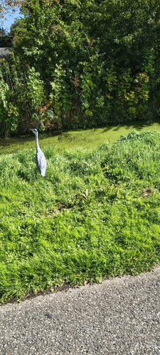 Grey Heron