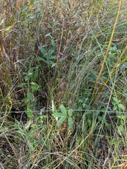 Comarum palustre, photograph (c) Bria Abeles-Allison, some rights reserved (CC BY)