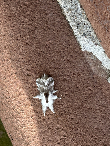 Large Tolype Moth