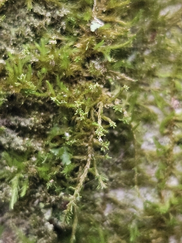 Pseudoleskeella nervosa observed 2026-09-12