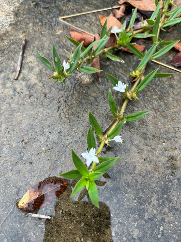 buttonweed