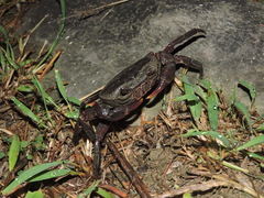 Potamidae