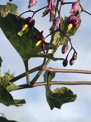 Solanum dulcamara