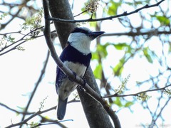 Notharchus hyperrhynchus